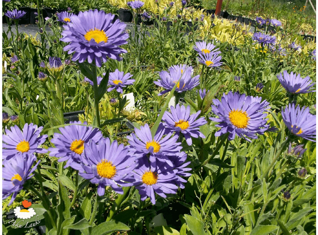 Aster alpinus   'Dunkle Schöne'